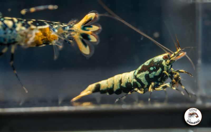 Boa Shrimp A-S 6 Gone Shrimping