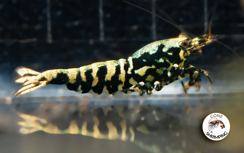 Boa Shrimp A-S 7 Gone Shrimping