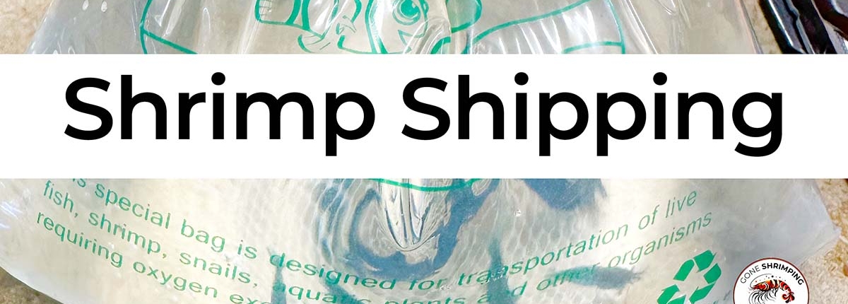 Shrimp shipping info
