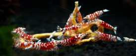 Breeding Groups